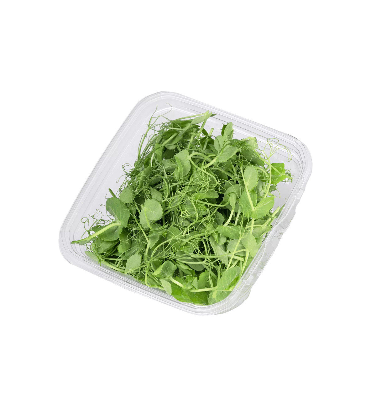 מרינה נבטי אפונה