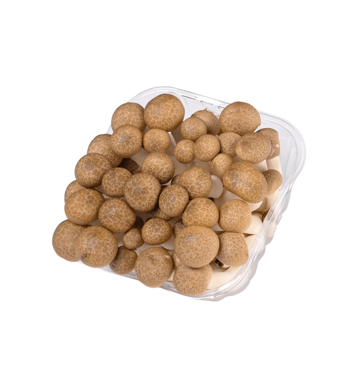 יחידות 2 - פטריות שימג'י חומות