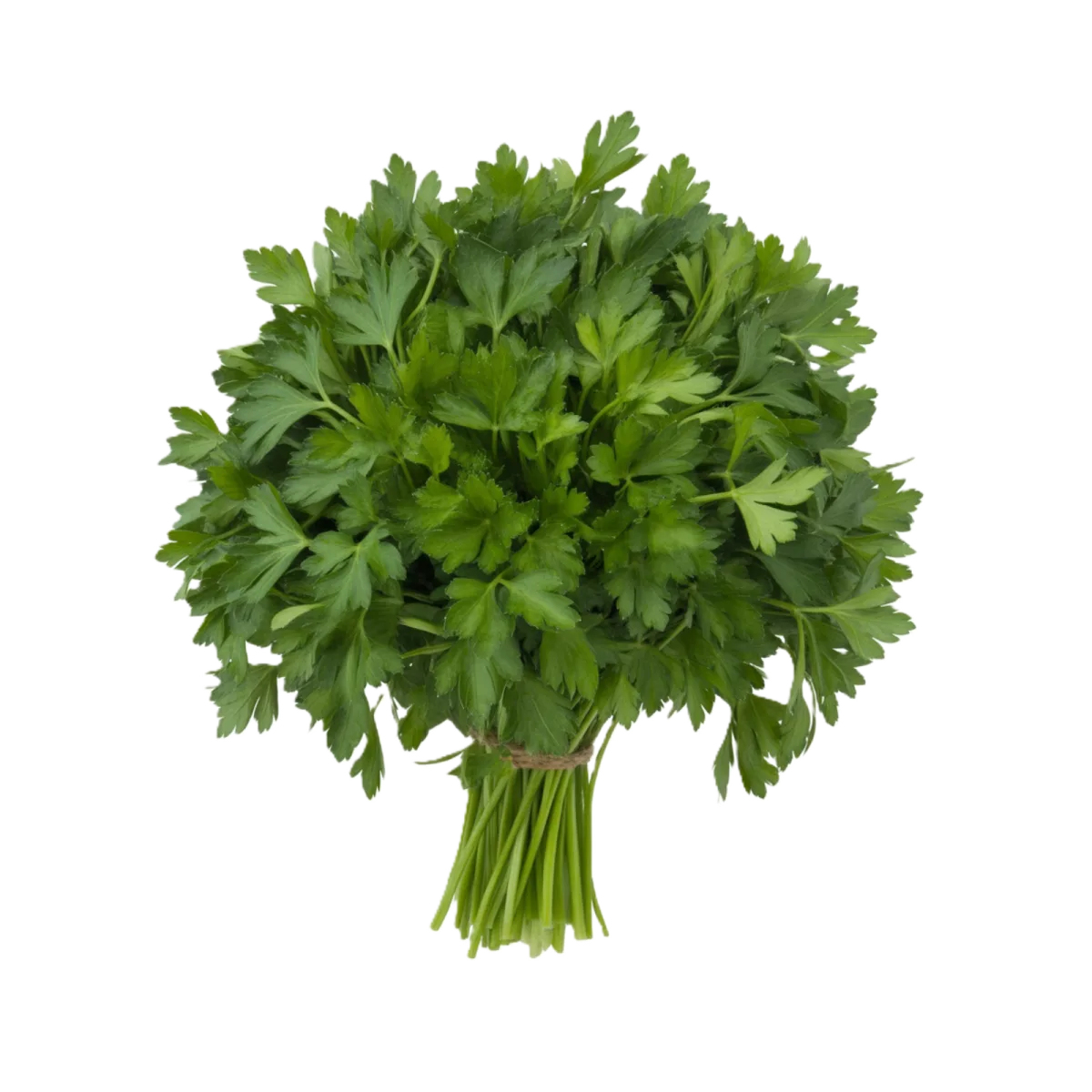 פטרוזיליה