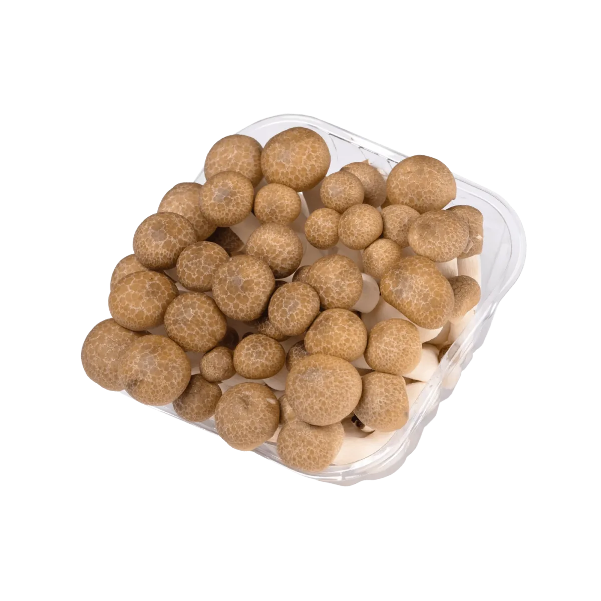 יחידות 2 – פטריות שימג’י חומות