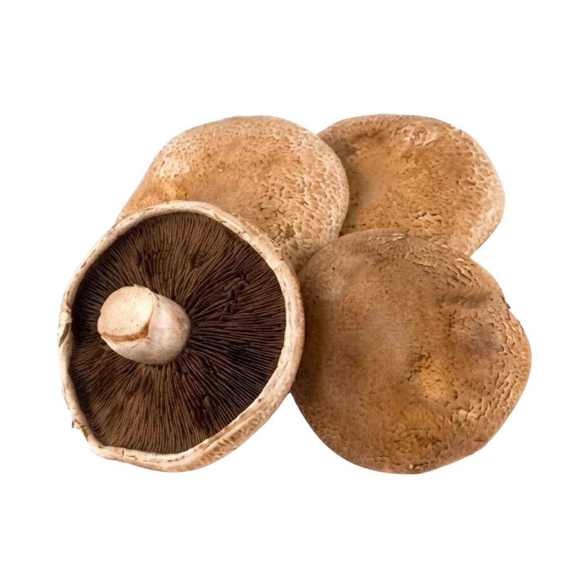 Large Portobello Mushrooms