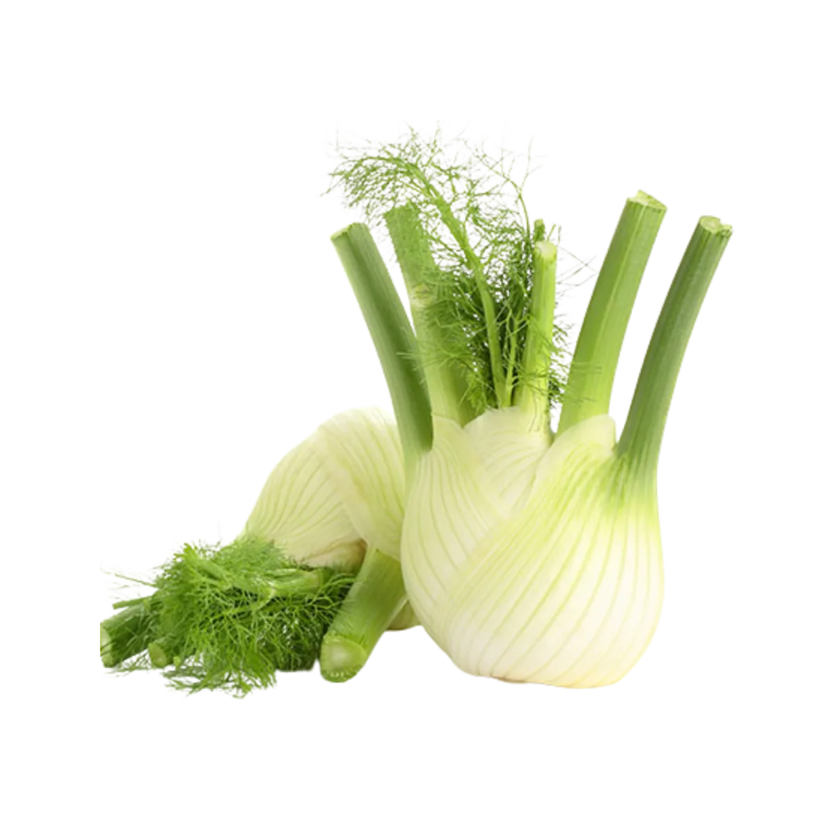 Fennel
