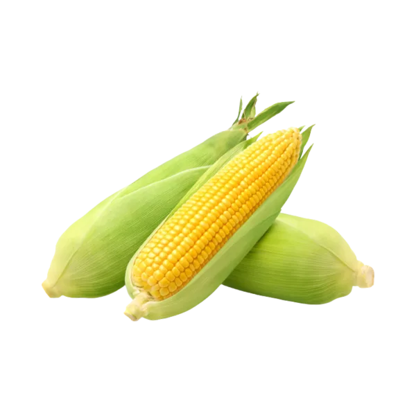 תירס ארוז